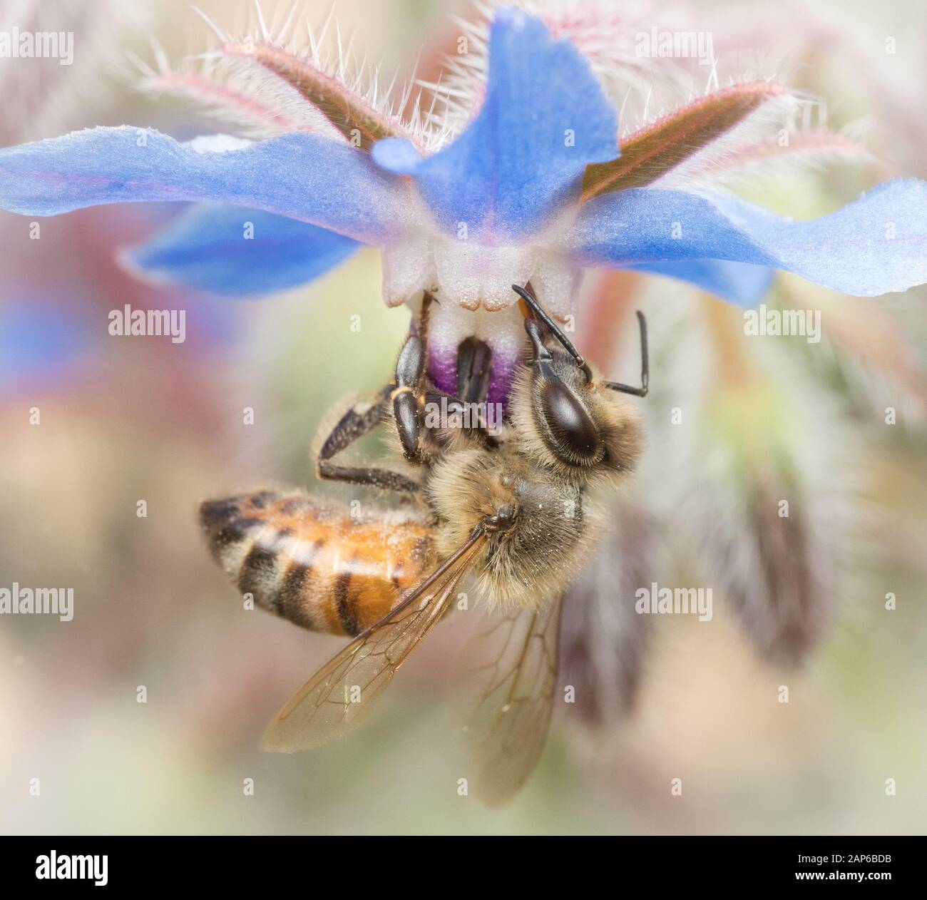 Honeybee su Borage Foto Stock