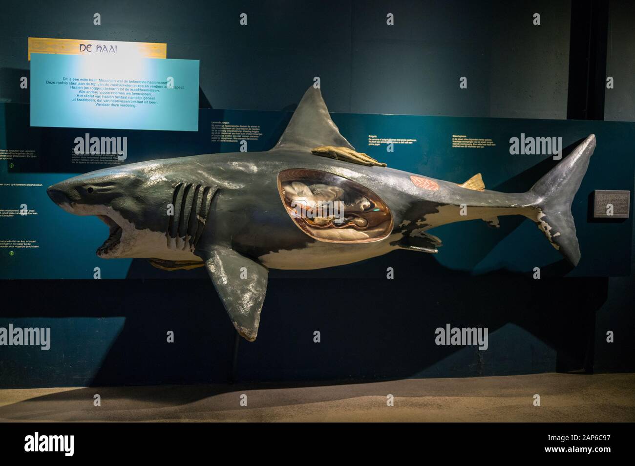 Mostra di squali educativi nello zoo di Diergaarde Blijdorp a Rotterdam Foto Stock