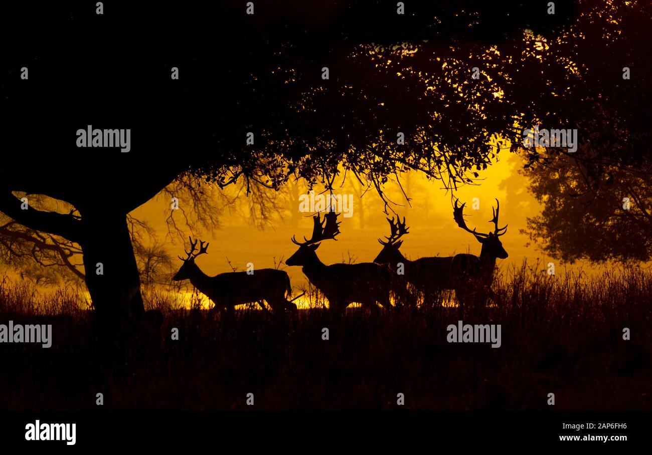 Allow Deer Cervus dama nel parco Holkham in una serata invernale nel Nord Norfolk Regno Unito Foto Stock