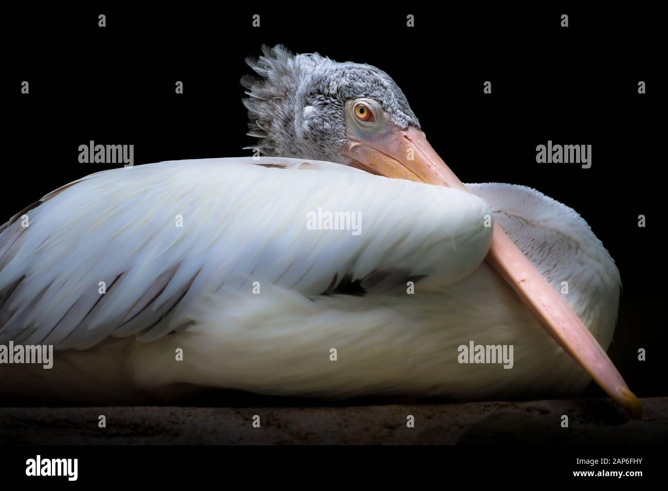 Pelican bianco con becco rosa e piume morbide Foto Stock