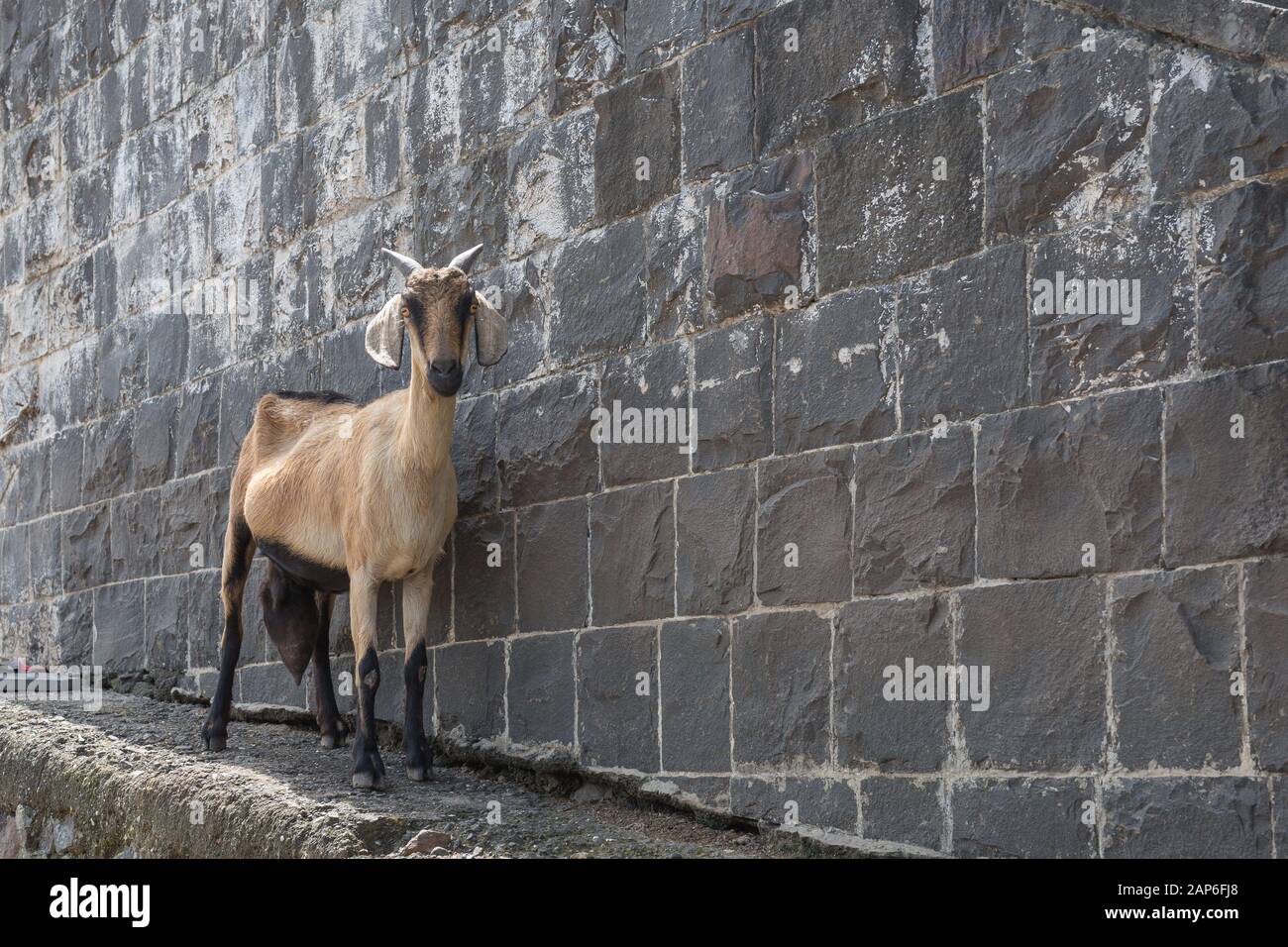 Capra contro un muro di pietra sulla strada a Mumbai Foto Stock