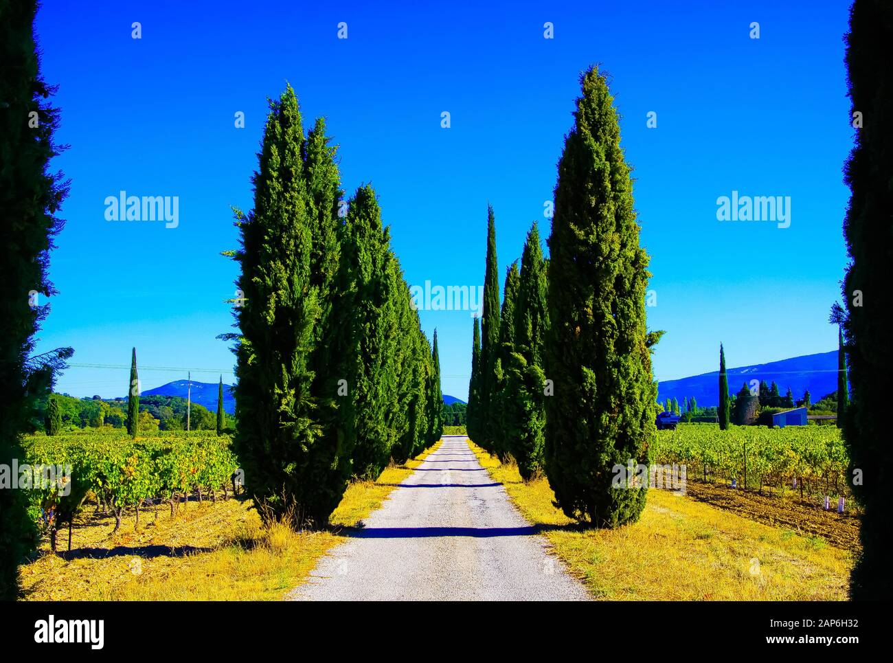 Vista sul sentiero agricolo attraverso vigneti con viti e cipressi mediterranei (cupressus sempervirens) in una fila contro montagne e cielo blu Foto Stock