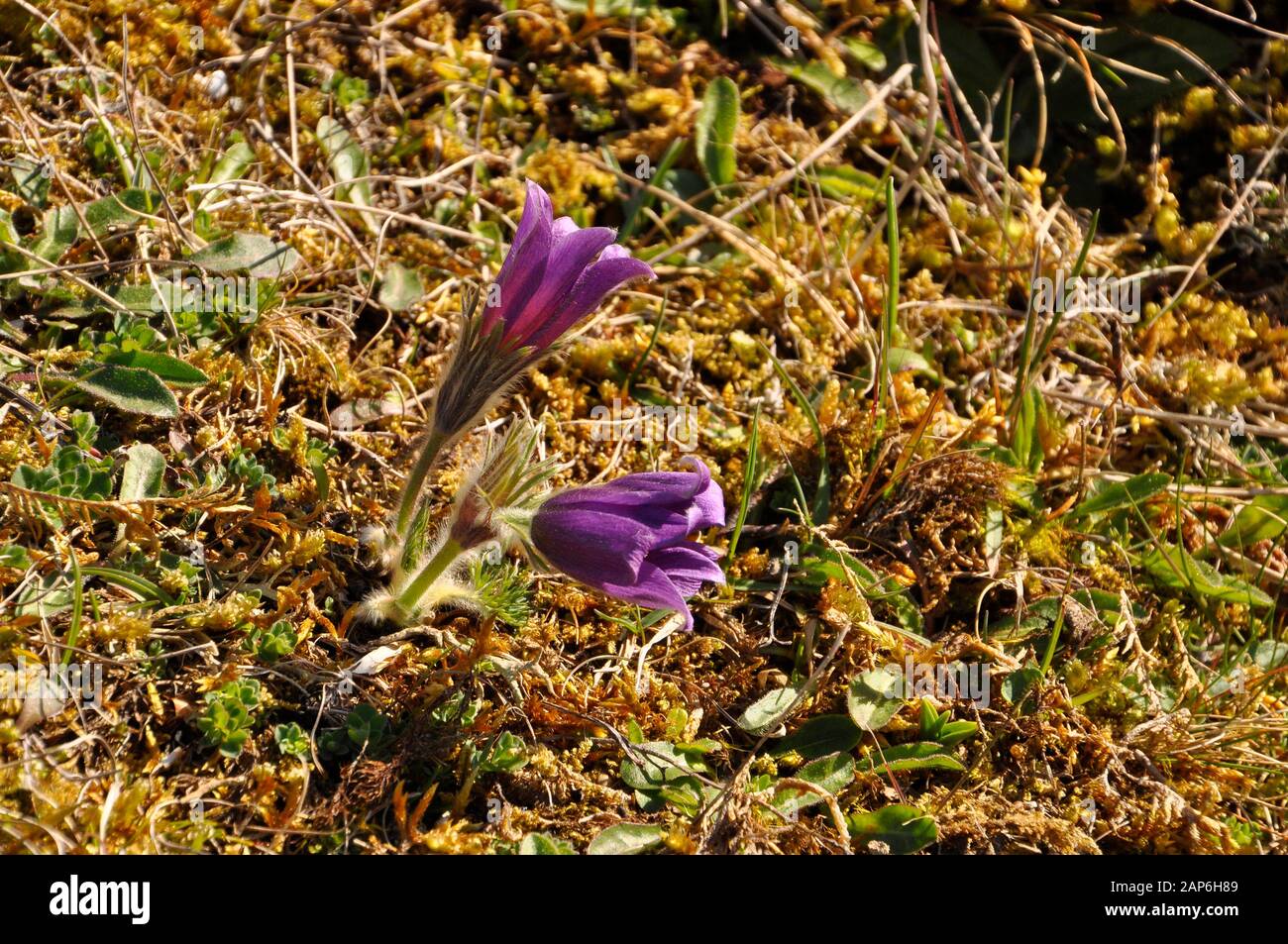 Fiori Pasque (Pulsatilla vulgaris) fiorendo in aprile sul Martin Down, National Nature Reserve, in Hampshire. REGNO UNITO Foto Stock