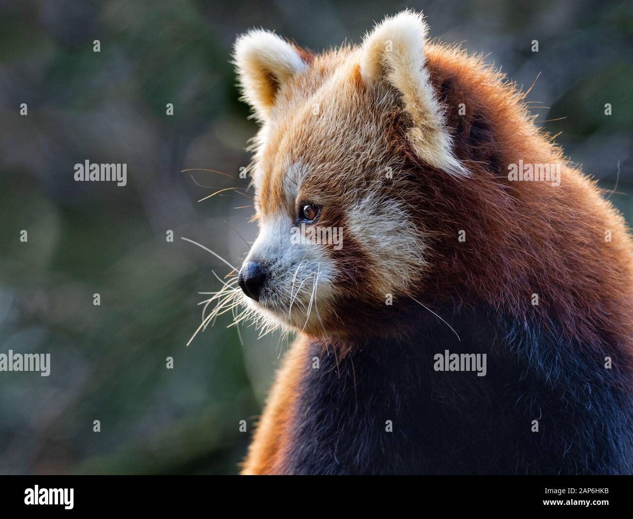 Panda rosso Ailurus fulgens captive ritratto Foto Stock
