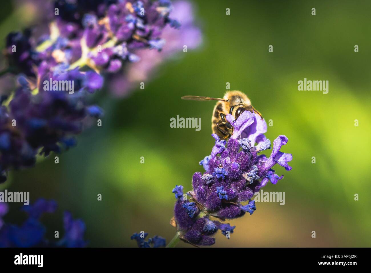 L'impollinazione delle api su un fiore di lavanda. Foto macro. Close up. Foto Stock