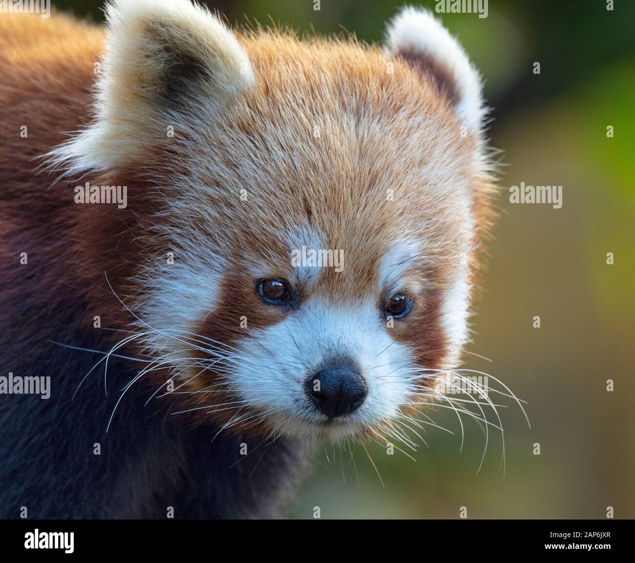 Panda rosso Ailurus fulgens captive ritratto Foto Stock