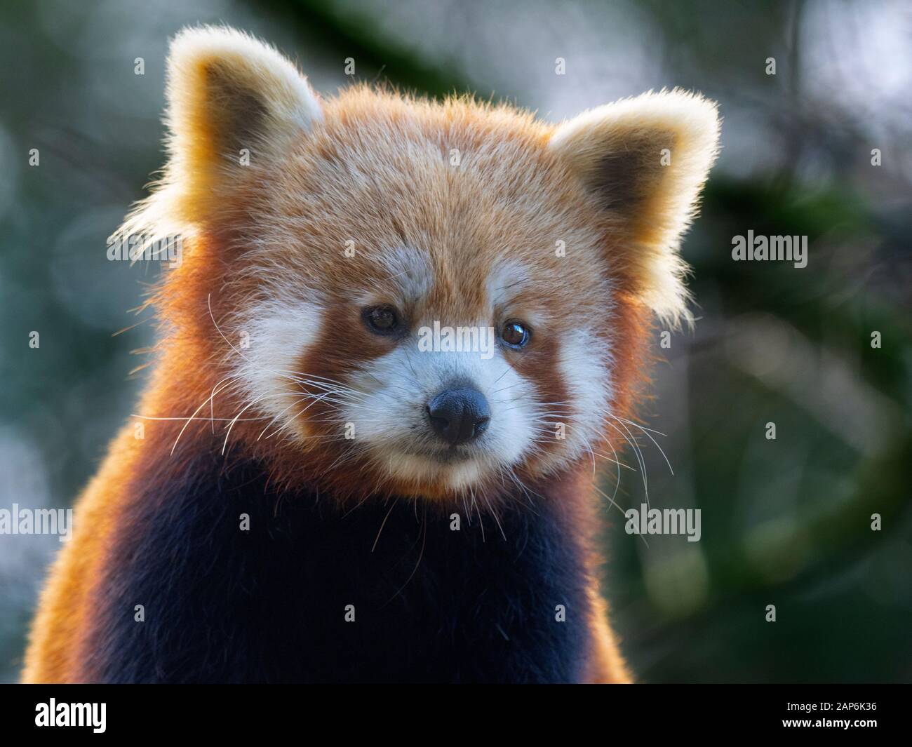 Panda rosso Ailurus fulgens captive ritratto Foto Stock