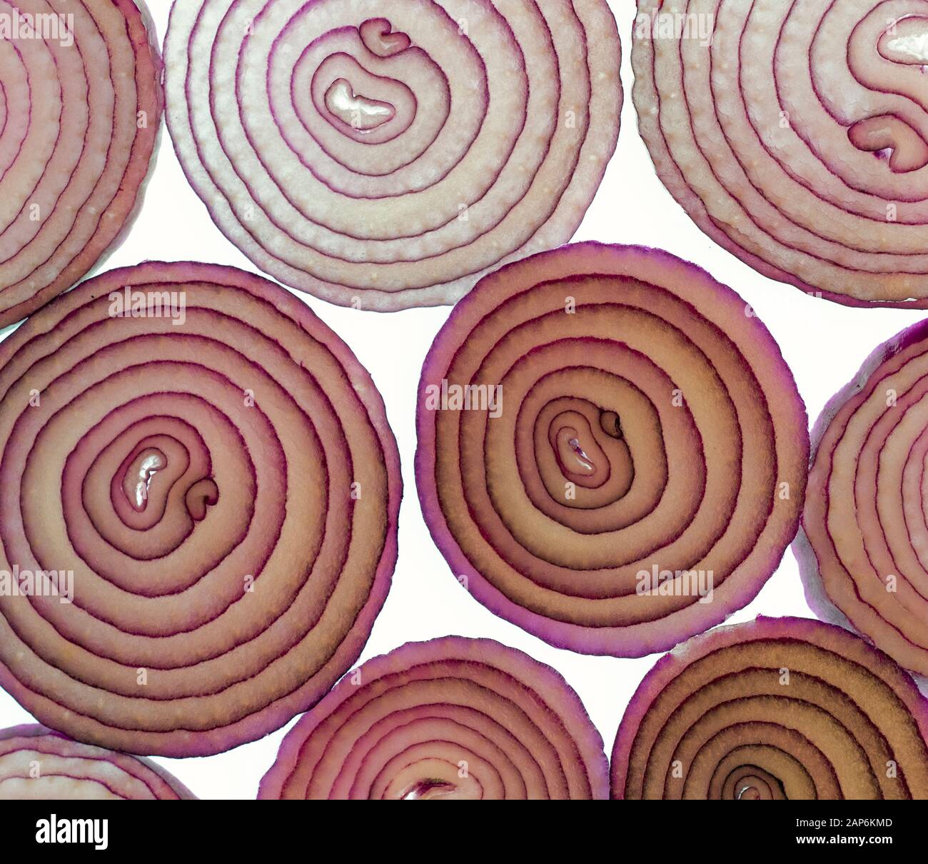 Cipolle rosse "elettriche" coltivate in casa Foto Stock