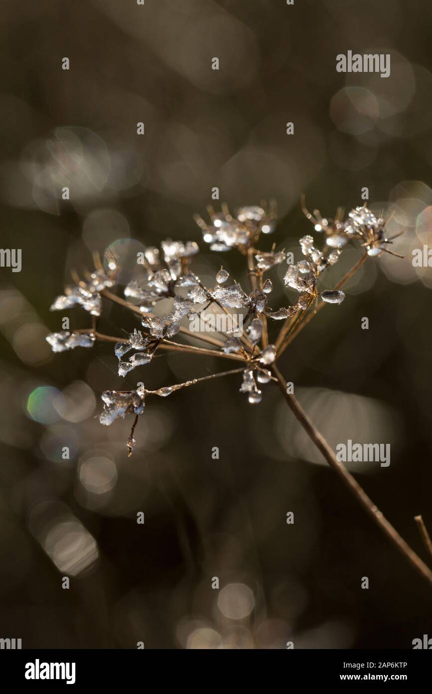Goccioline d'acqua congelate sotto il sole dopo una notte di congelamento nel gennaio 2020. Gillingham Dorset Inghilterra GB Foto Stock