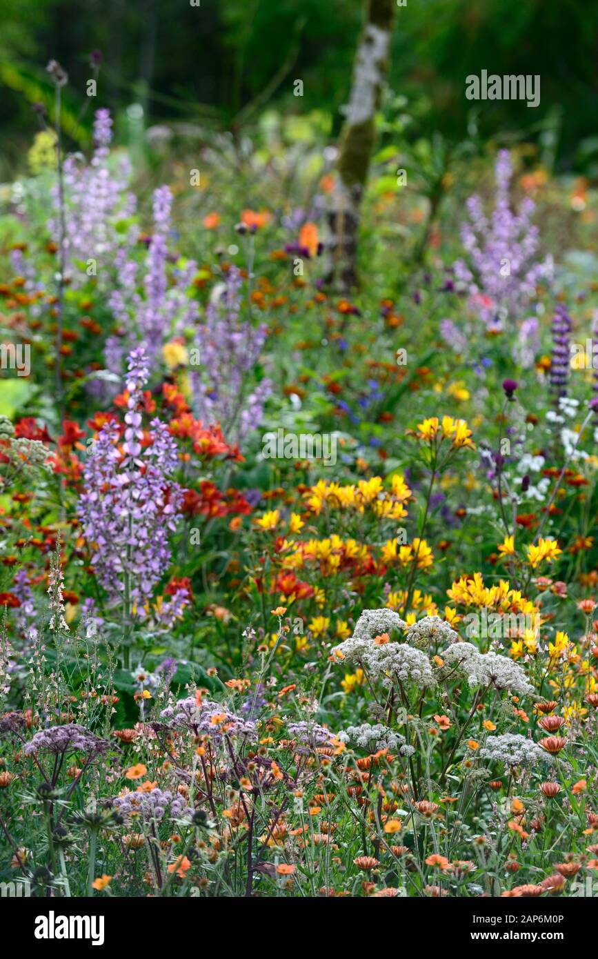 Salvia sclarea,tagetes cinabar,alstroemeria,Calendula Zeolights,fiori,fioritura,bordo misto,RM Floral Foto Stock