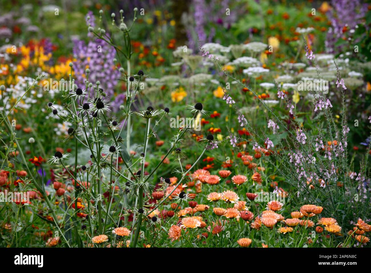 eryngium guateralense,tagetes cinabar,alstroemeria,Calendula Zeolights,Salvia sclarea,,fiori,fioritura,confine misto, Foto Stock