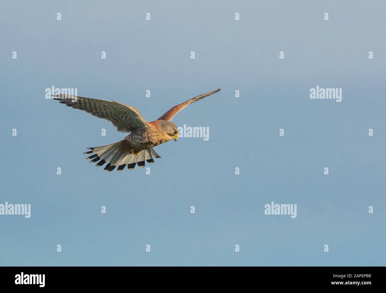 Maschio kestrel hovering durante la caccia. Foto Stock