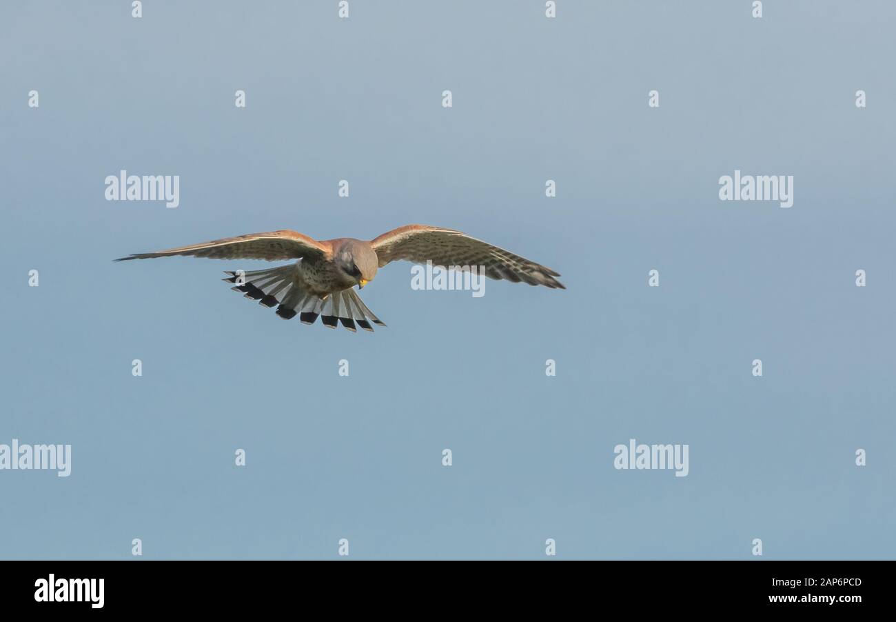Maschio kestrel hovering durante la caccia. Foto Stock