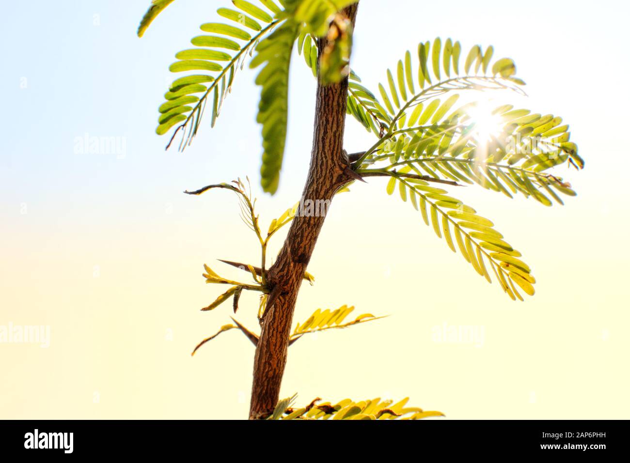 L'estate è in arrivo! Foto Stock