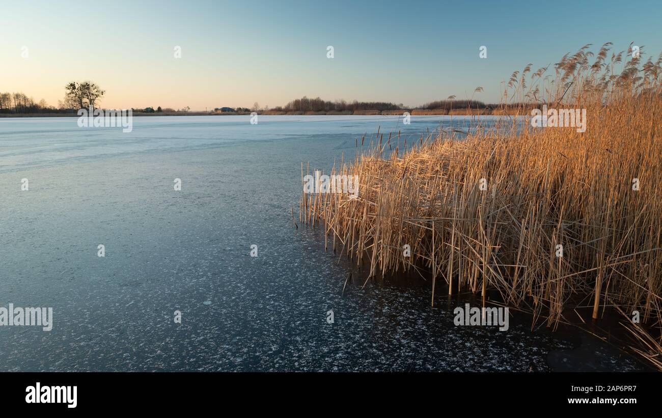 Canne sul lago ghiacciato, orizzonte e cielo blu Foto Stock