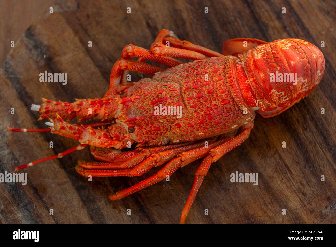 Un'immagine in prospettiva verticale di un Gamberi cucinati in NZ, o aragosta. Foto Stock
