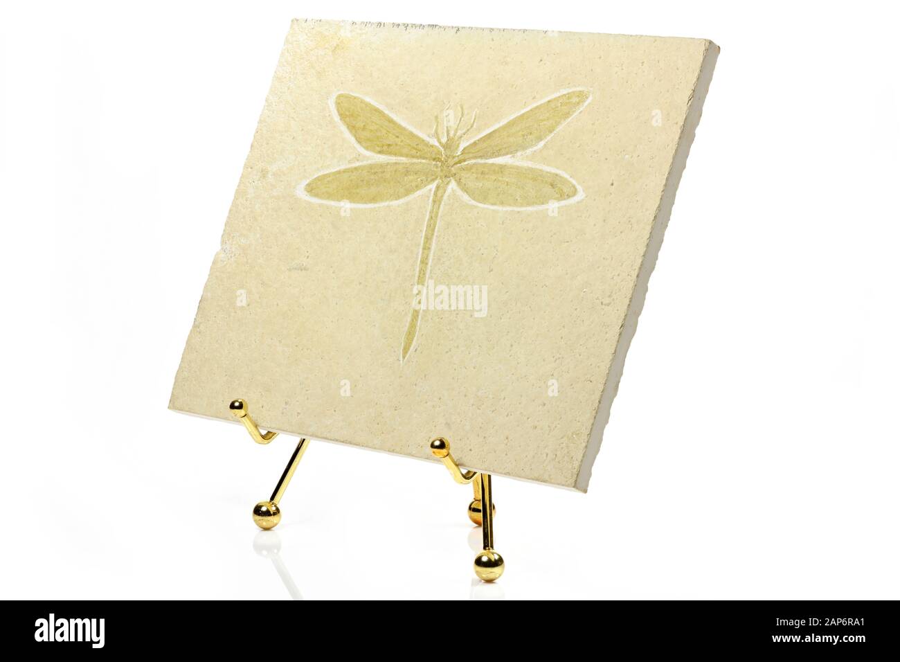 Dragonfly da fossili di Eichstätt, Germania Foto Stock