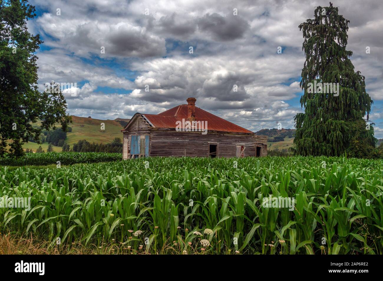 Abbandonata la casa dei primi del 1900 in un campo di mais, te kuiti, Nuova Zelanda. Foto Stock