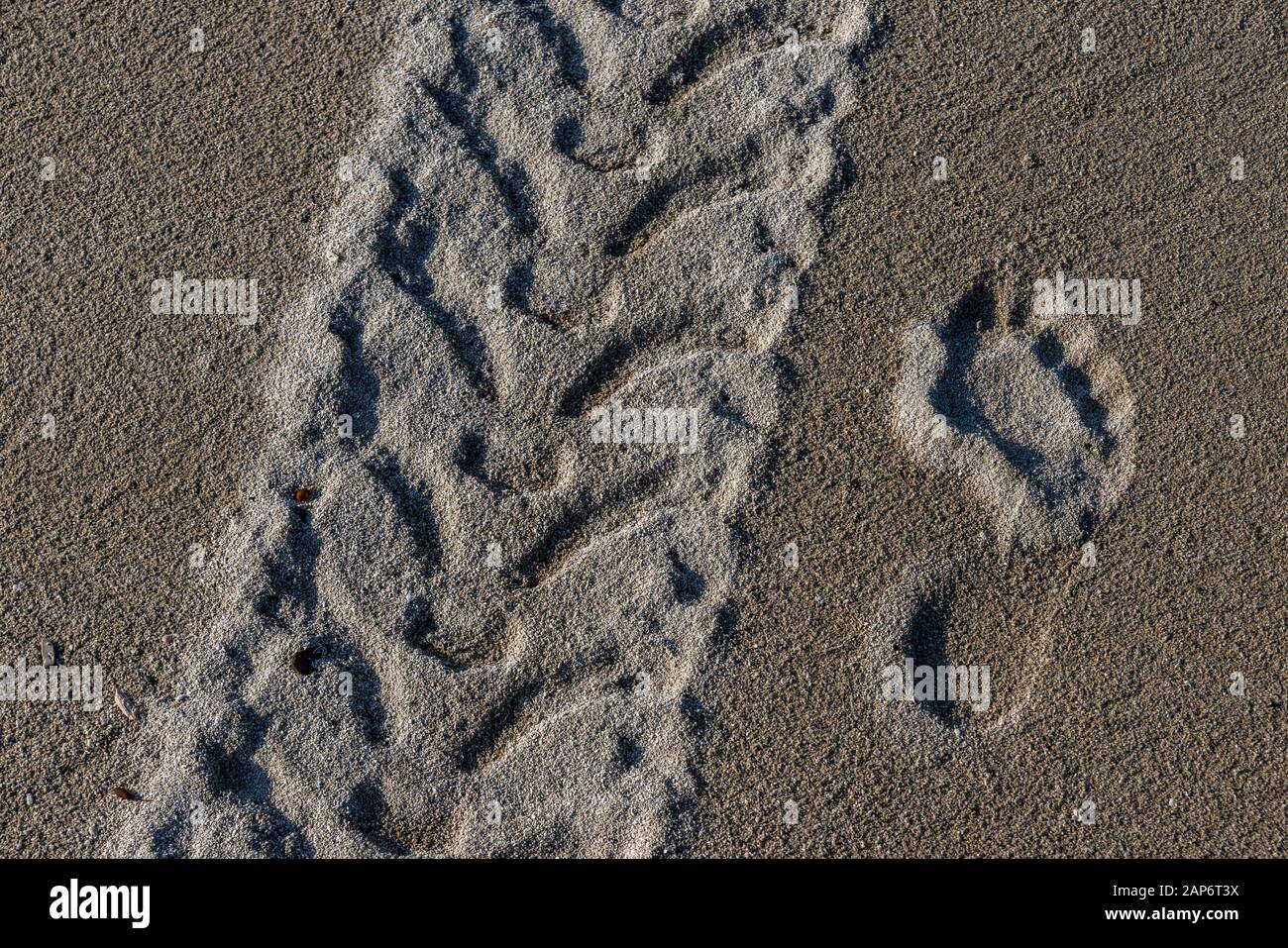 Un primo piano di una pista per pneumatici di veicoli nella sabbia insieme a un'impronta umana. Foto Stock