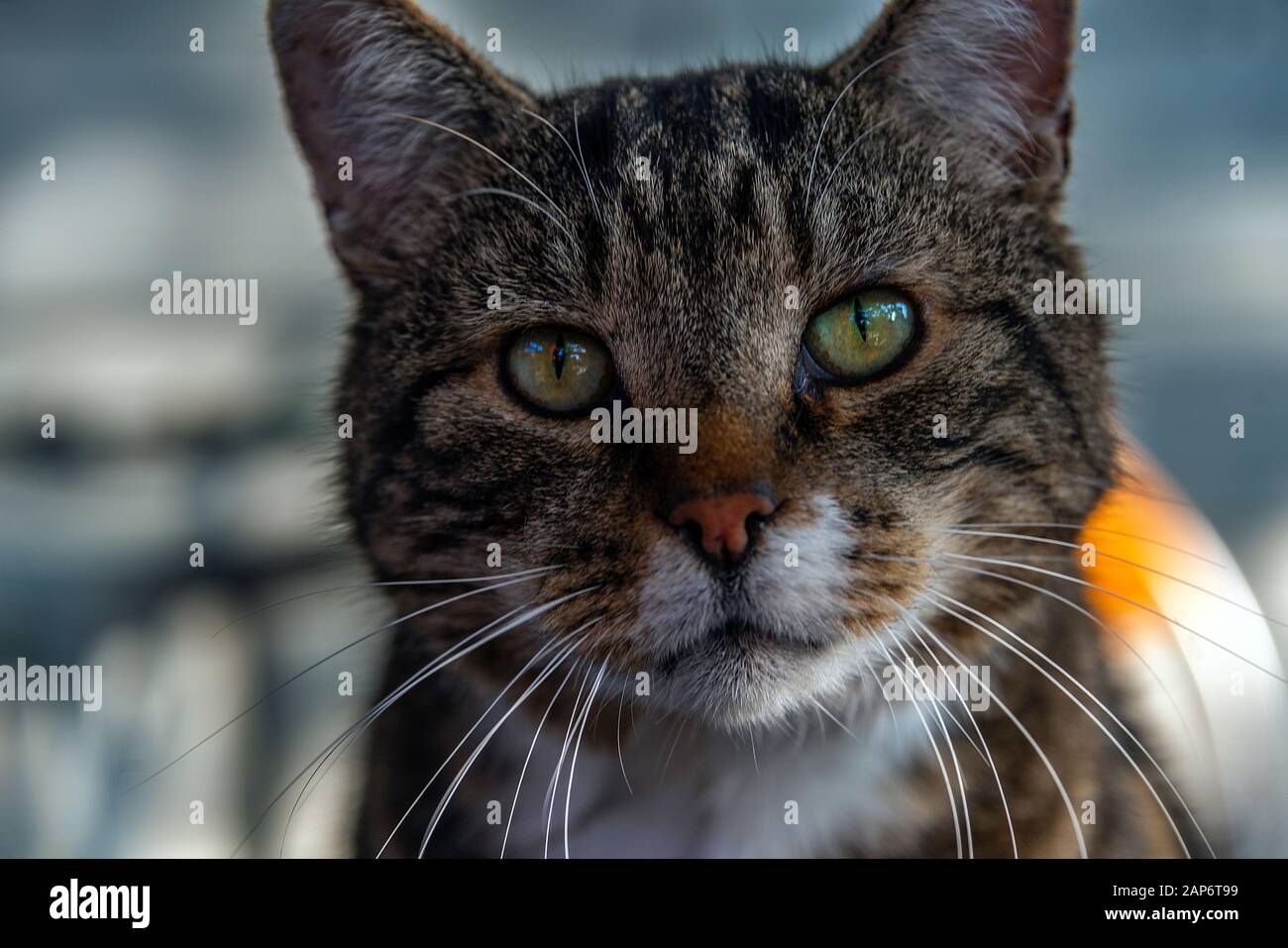 Primo piano di un volto di gatti mentre si guarda all'obiettivo della fotocamera. Foto Stock