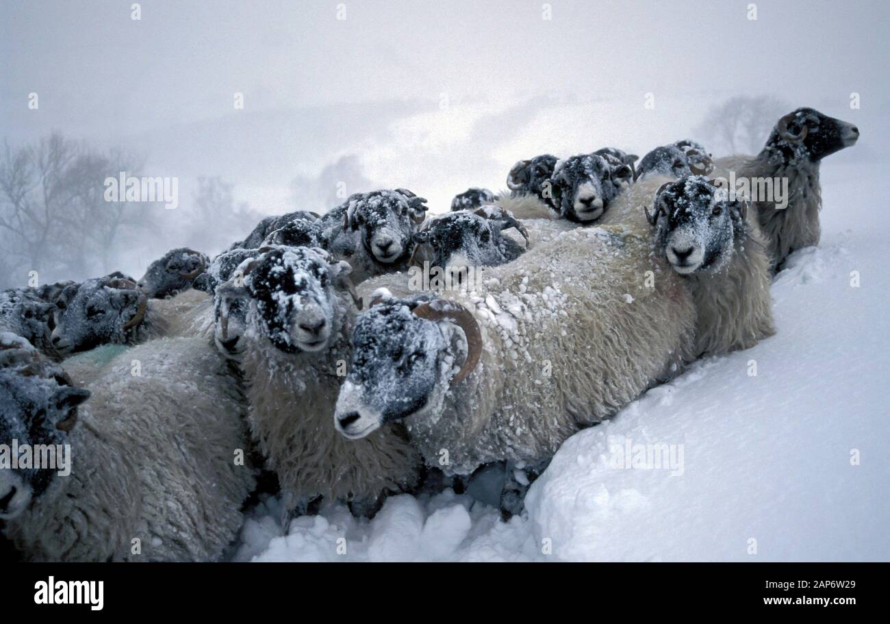 Swaledale pecore durante una tempesta di neve sul Howgill Fells, Cumbria, Regno Unito. Foto Stock