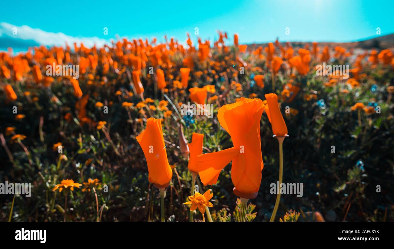 Arancio brillante California Pobby (Eschscholzia) nella Antelope Valley California, Stati Uniti d'America Foto Stock