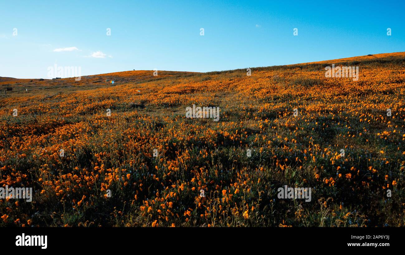 Arancio brillante California Pobby (Eschscholzia) nella Antelope Valley California, Stati Uniti d'America Foto Stock