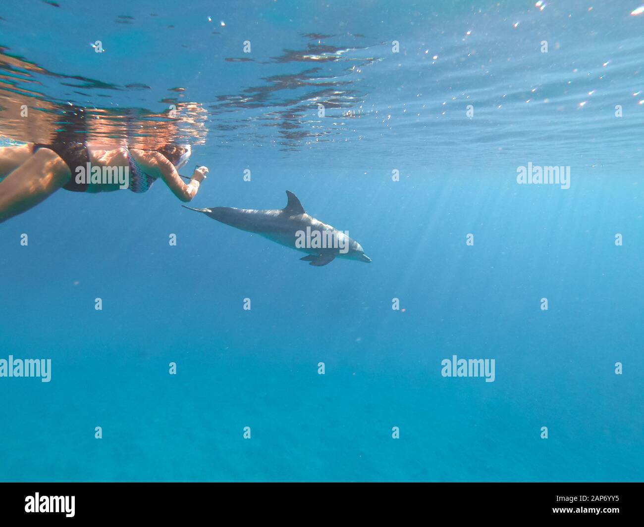 Una persona che si avvicina a un delfino spinner (Stenella longirostris) nella baia di Brayka, nel Mar Rosso, in Egitto Foto Stock