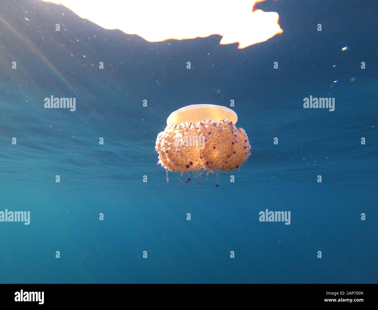 Un colorato uovo fritto medusa (Cotylorhiza tuberculata) in acqua poco profonda nel mare mediterraneo, Spagna Maiorca Foto Stock