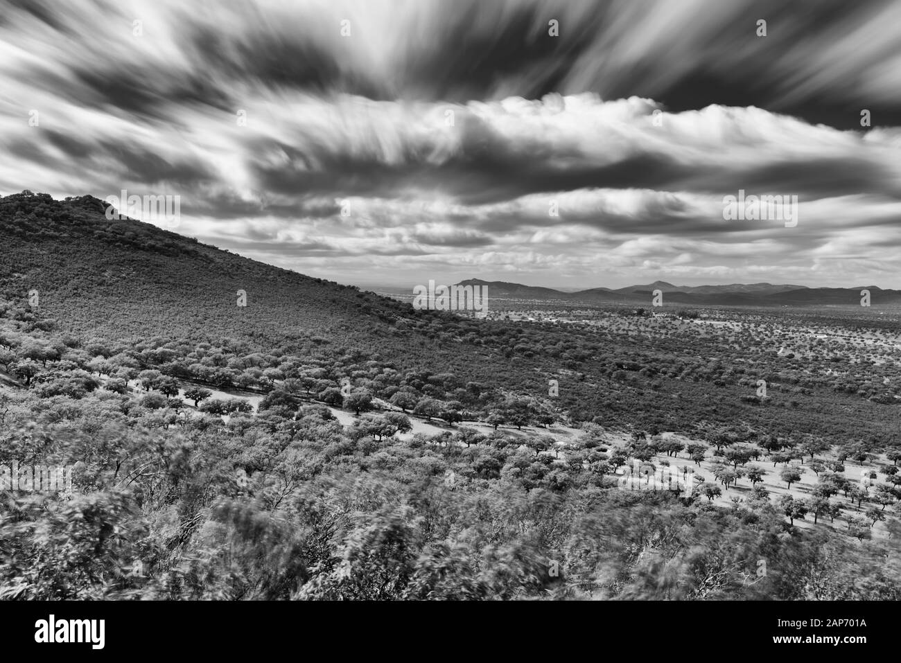 Foresta Mediterranea, Sierra De San Pedro, Cáceres, Estremadura, Spagna, Europa Foto Stock