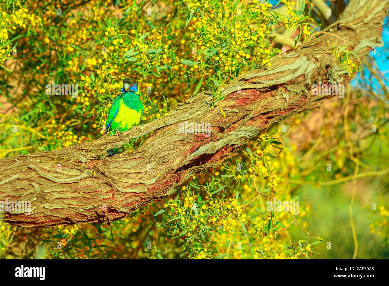 Uno ventotto Parrot, Barnardius zonarius semitorquatus, in piedi su un tronco di albero. Il Parco del deserto ad Alice Springs nel Territorio del Nord, Centrale Foto Stock