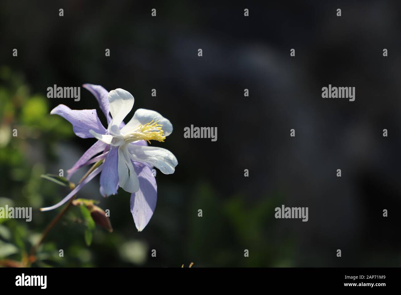 Aufnahme einer 'Rocky Mountain columbine'/ 'Colorado blue columbine'. Diese Akelei ist die Staatsblume von Colorado, USA. Foto Stock