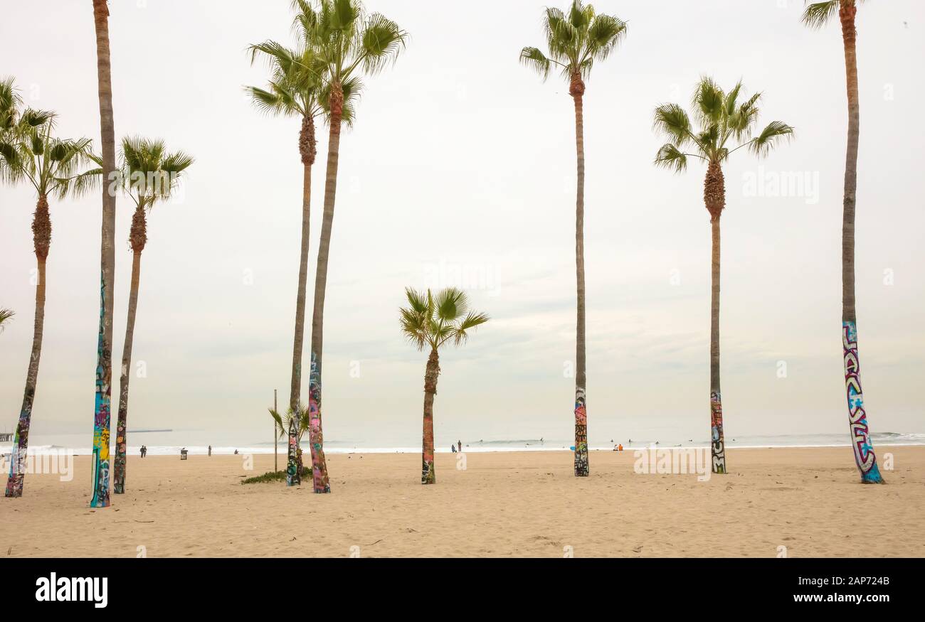 Graffiti sulle palme, Venice Beach, Los Angeles, California, Stati Uniti Foto Stock