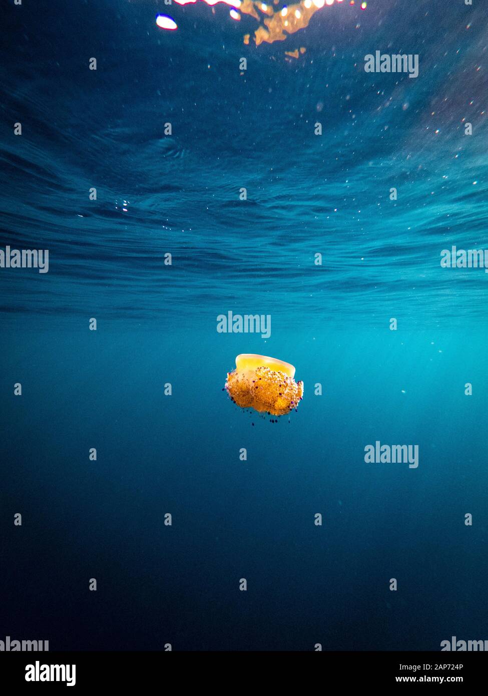Un colorato uovo fritto medusa (Cotylorhiza tuberculata) in acqua poco profonda nel mare mediterraneo, Spagna Maiorca Foto Stock