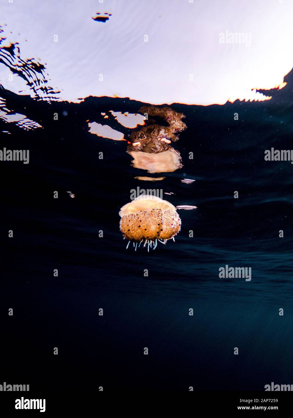 Un colorato uovo fritto medusa (Cotylorhiza tuberculata) in acqua poco profonda nel mare mediterraneo, Spagna Maiorca Foto Stock