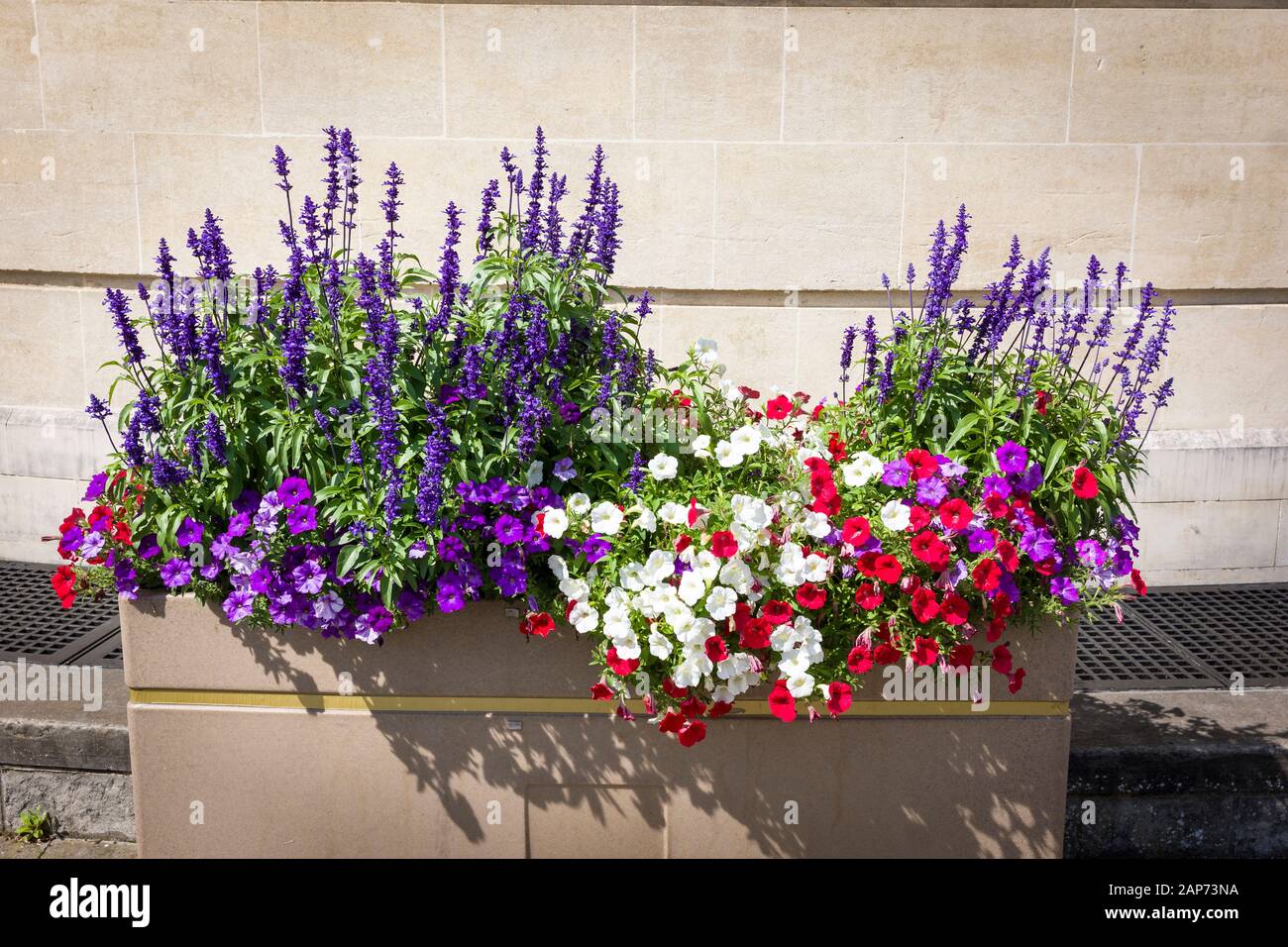 Il bianco rosso e il blu è il tema di colore di questa esposizione floreale efficace nel centro di Calne in Wiltshire Inghilterra Regno Unito Foto Stock