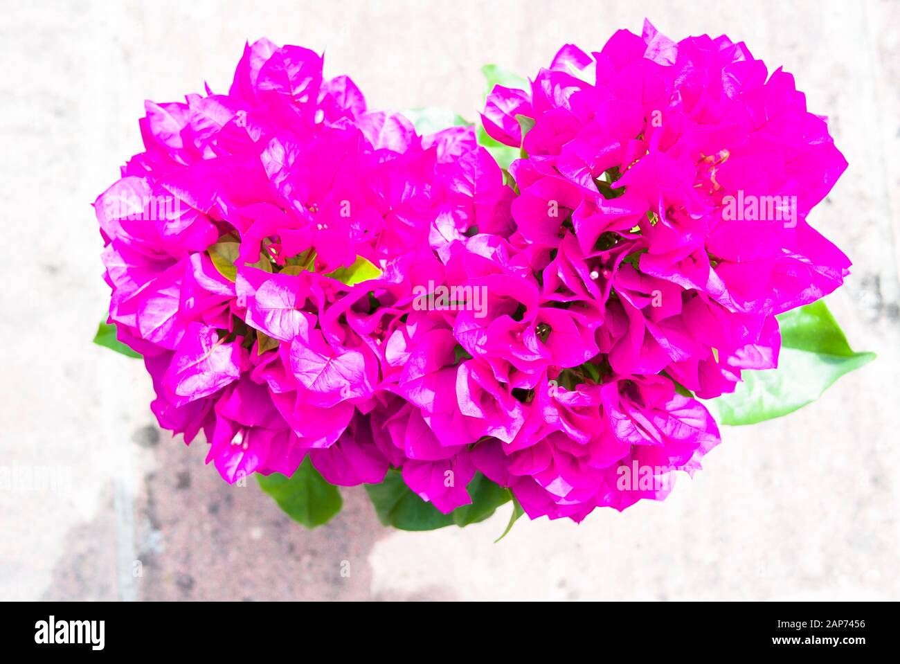 Vaso-pianta di bougainvillea rosa magenta come comprato ad una stanza dei bambini specializzata per crescere in Regno Unito Foto Stock