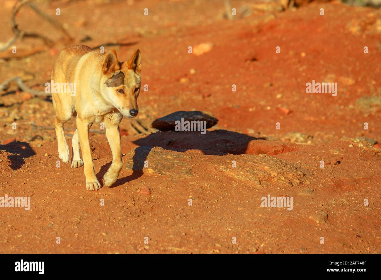 I dingo, Canis dingo, Canis dingo, un cane che si trova in Australia, passeggiate sul rosso terreno roccioso dell'outback australiano. Il Parco del Deserto di Alice Foto Stock