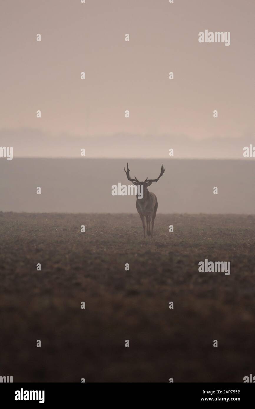 Il daino (Dama Dama) è un mammifero ruminante appartenente alla famiglia Cervidae. Questa specie è originaria di Europa Foto Stock