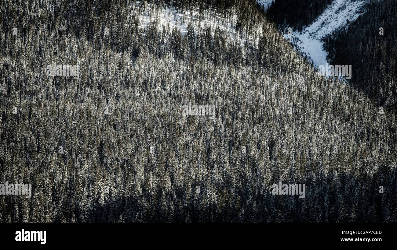 Ampio angolo di alberi di conifere innevati in parziale ombra Foto Stock