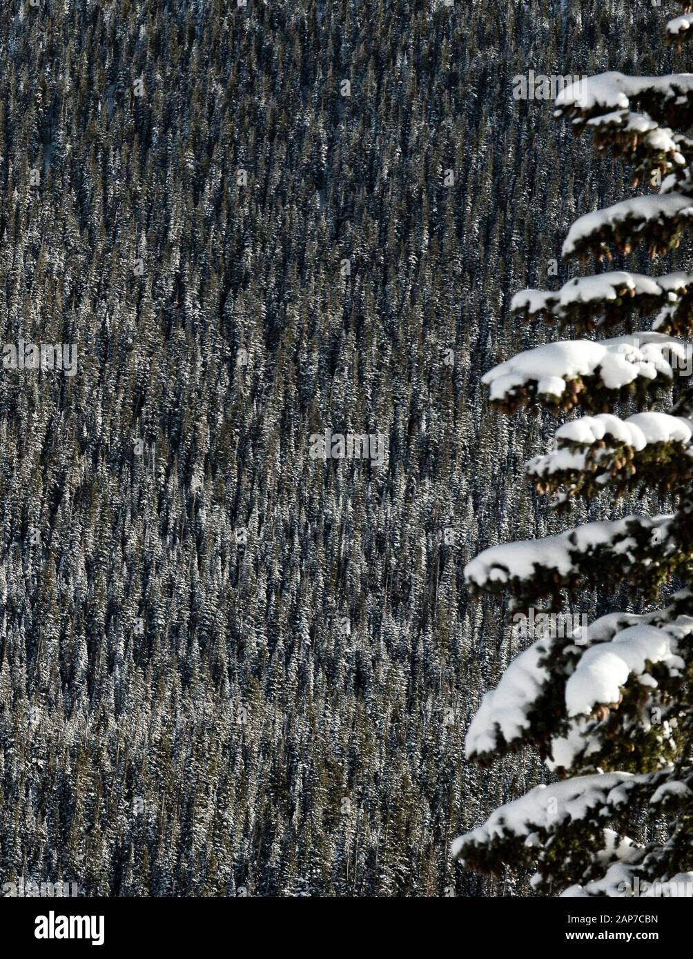 Alberi di conifere in lontananza con un solone, innevato albero di fronte Foto Stock