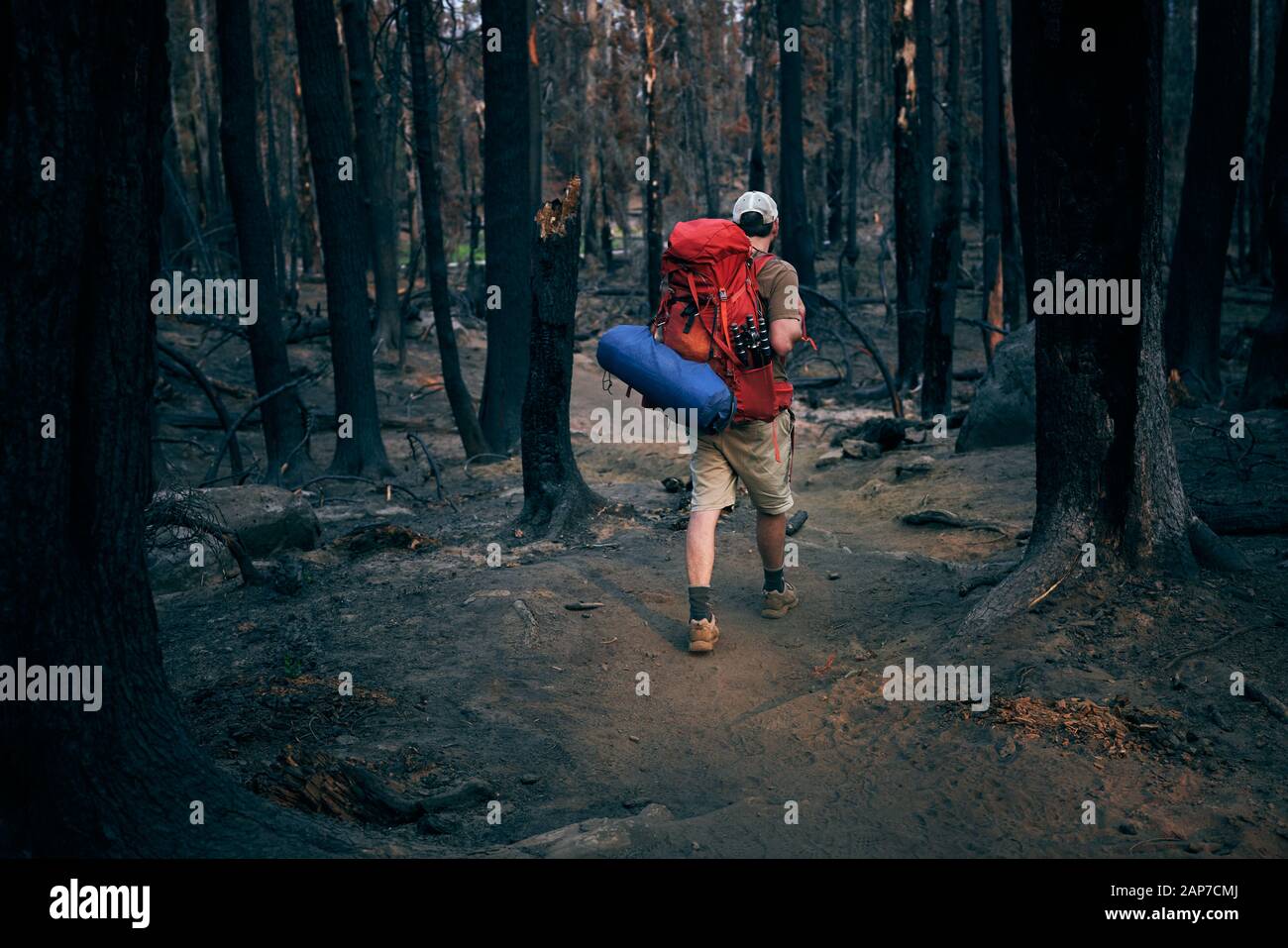 Uomo Backpacking attraverso Old Wildfire zone Foto Stock