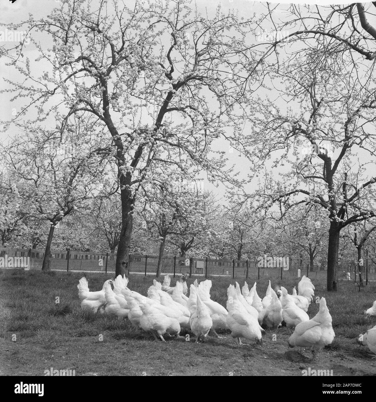 Fioritura fiorisce in Betuwe Data: 11 aprile 1961 Luogo: Betuwe Foto Stock