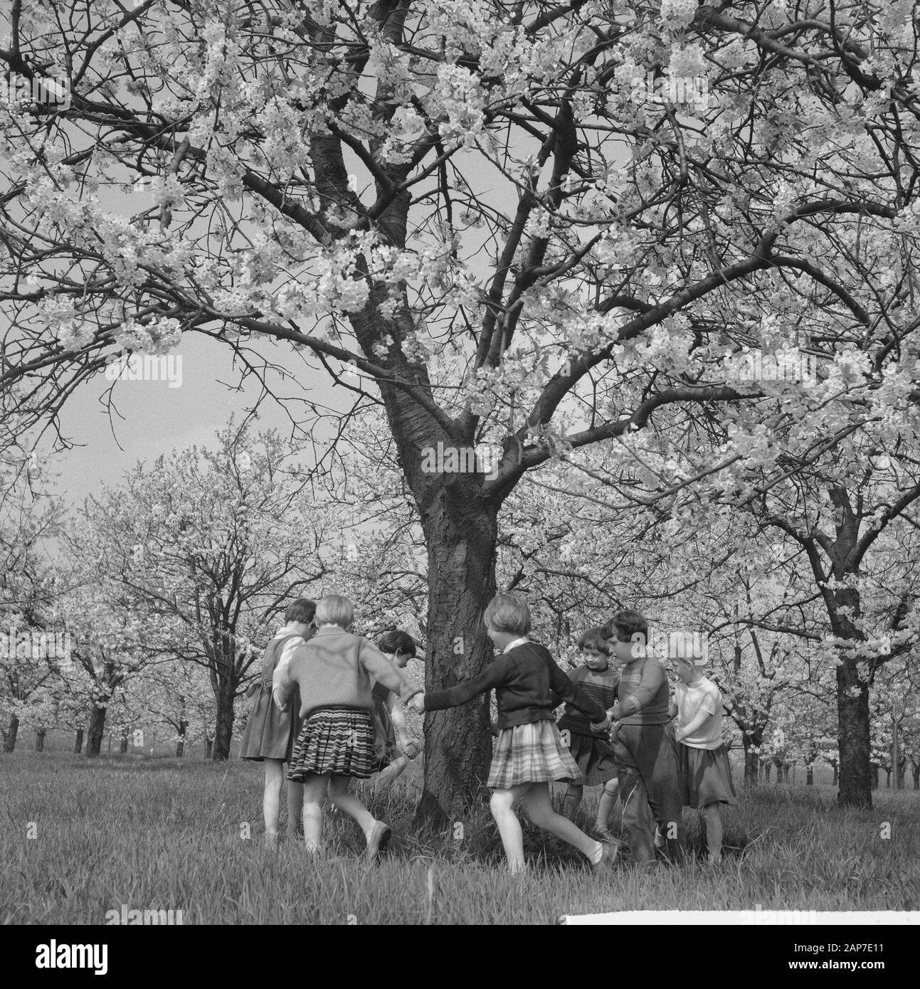 Fioritura fiorisce in Betuwe Data: 11 aprile 1961 Luogo: Betuwe Foto Stock