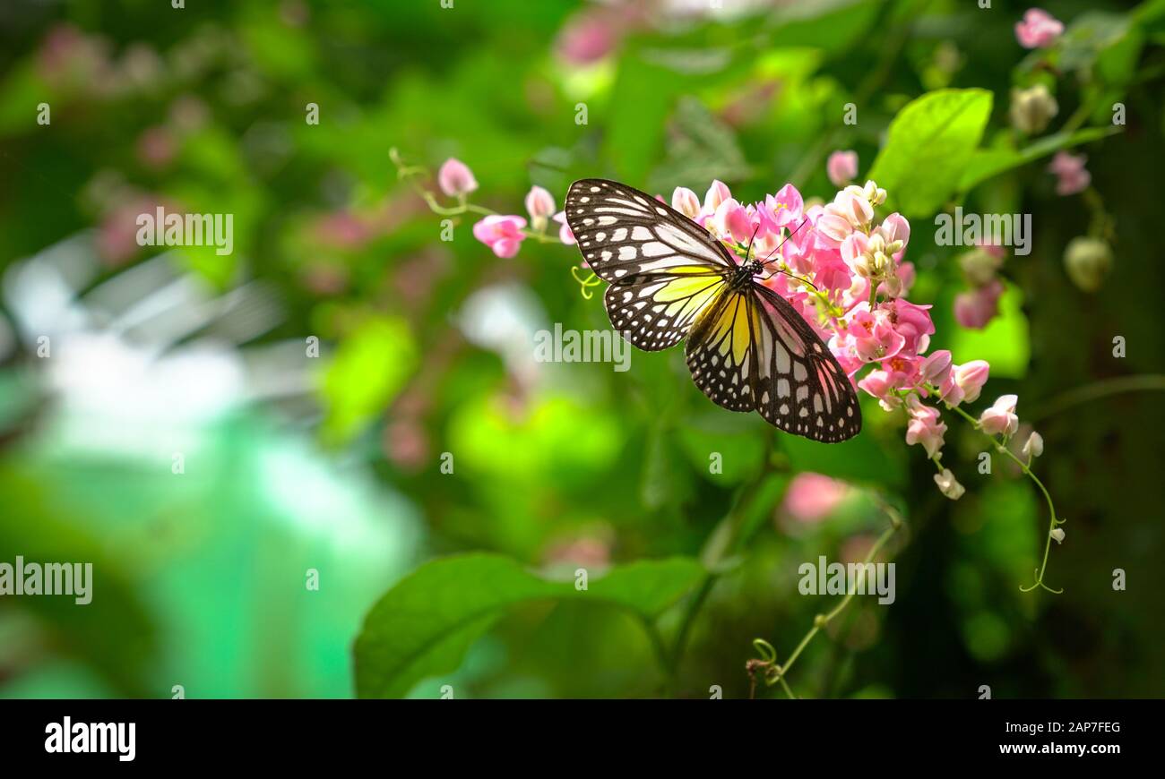 Giallo Farfalla tigre Vetroso in un bel giardino con fiori rosa. Spazio di copia. Foto Stock