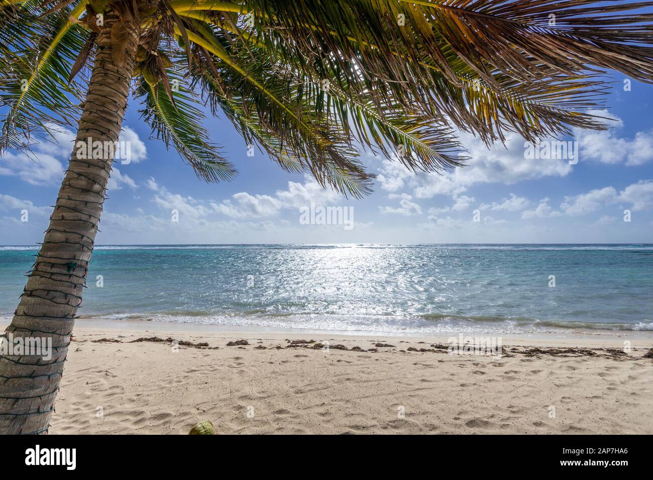 Palme e spiaggia di sabbia, perfetta posizione tropicale, Grand Cayman Island Foto Stock