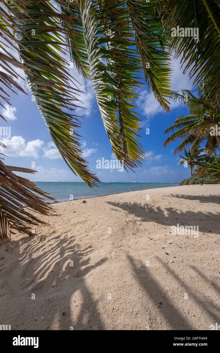 Palme e spiaggia di sabbia, perfetta posizione tropicale, Grand Cayman Island Foto Stock