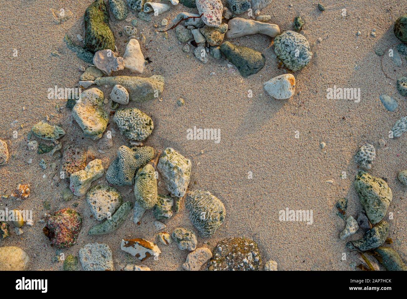 Corallo e rocce sulla spiaggia di sabbia, Isola di Grand Cayman Foto Stock
