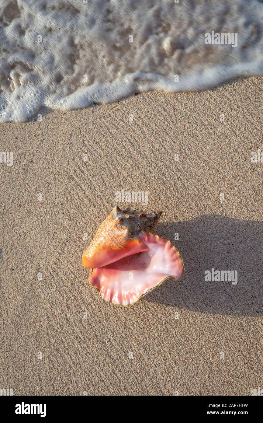 Conch Shell Si È Lavata A Terra Sulla Bellissima Sandy Beach, Grand Cayman Island Foto Stock