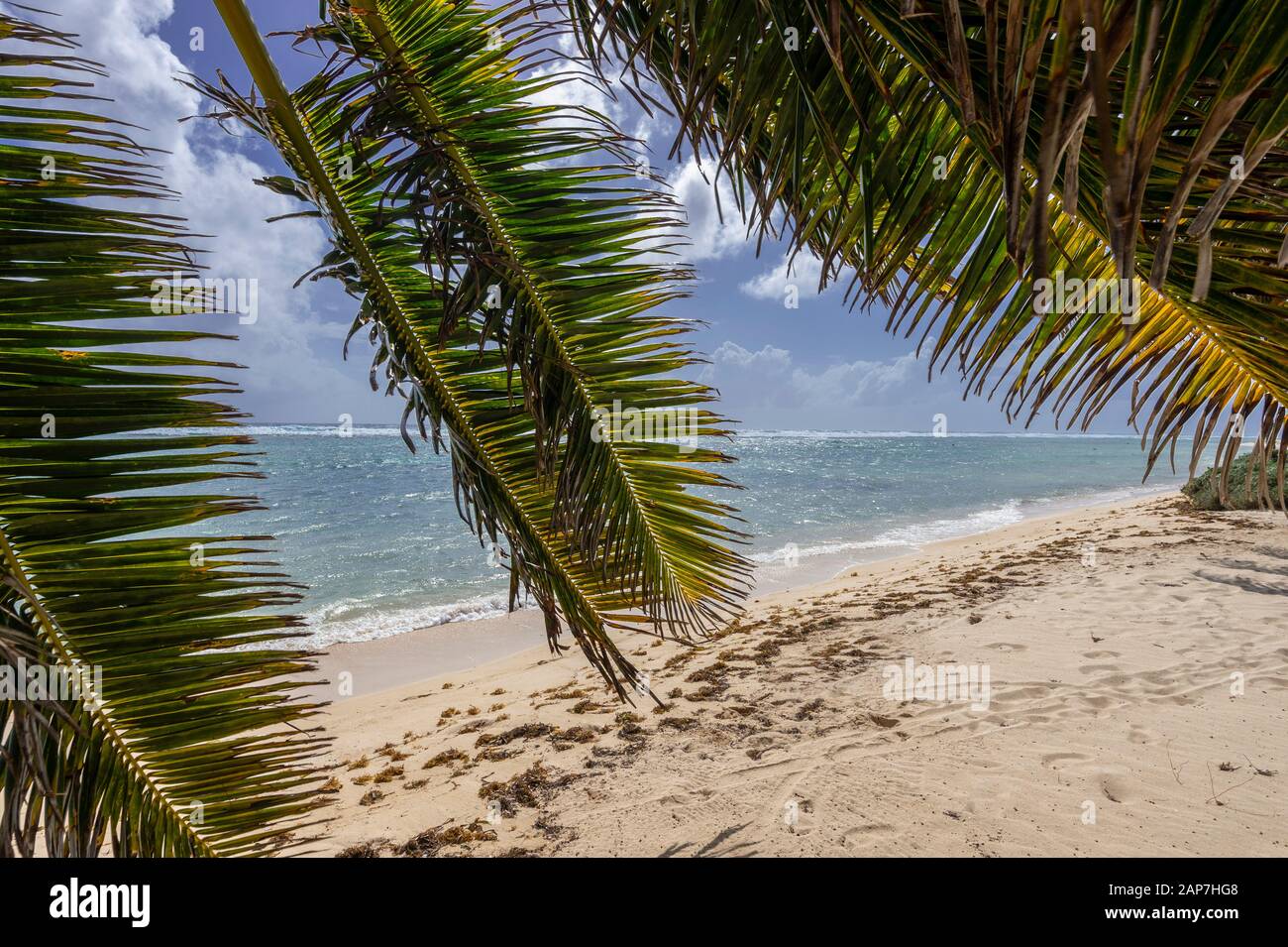 Palme e spiaggia di sabbia, perfetta posizione tropicale, Grand Cayman Island Foto Stock